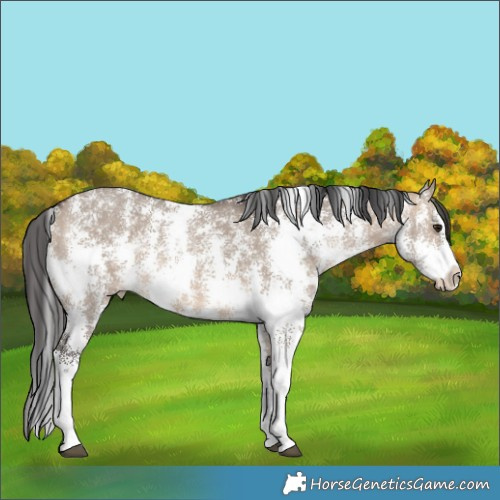Horse Color:Brown Dun Sabino 