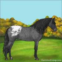 Horse Color:Blue Roan Appaloosa 
