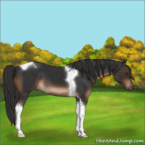 Horse Color:Liver Chestnut Sabino Tobiano 