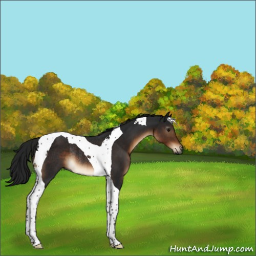 Horse Color:Gray Brown Tobiano Rabicano 