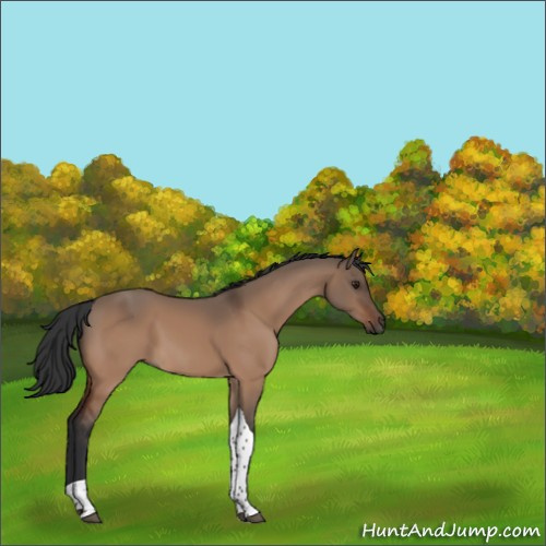 Horse Color:Brown Dun Tobiano 