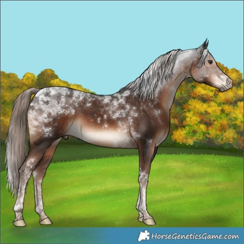 Horse Color:Liver Chestnut Tobiano 