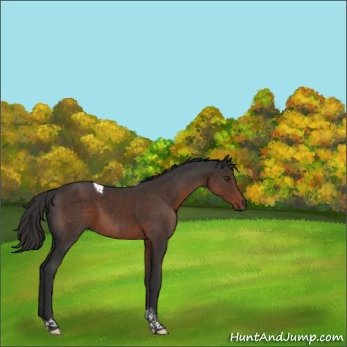 Horse Color:Liver Chestnut Tobiano 