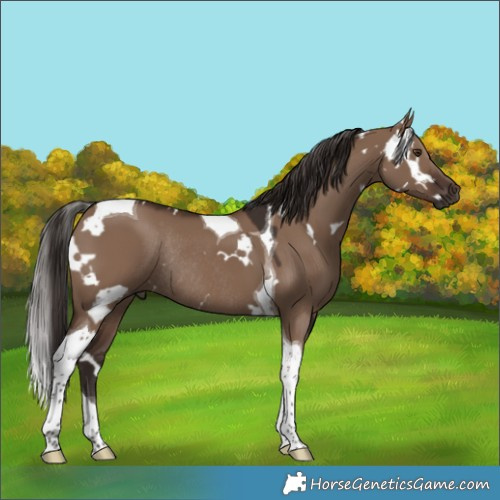 Horse Color:White Spotted Liver Red Dun Tobiano Rabicano 