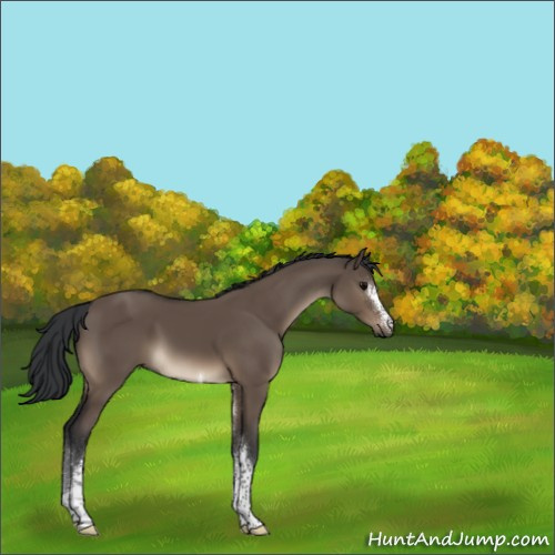 Horse Color:White Spotted Brown Dun Tobiano 