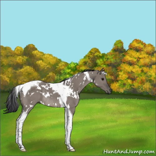 Horse Color:White Spotted Grullo Tobiano Rabicano 