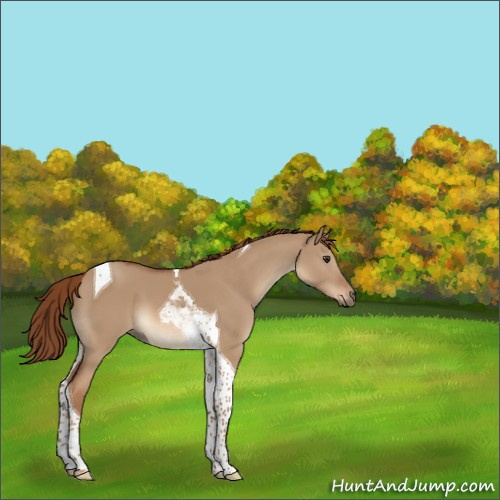 Horse Color:Red Dun Tobiano 