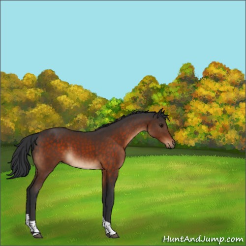 Horse Color:Brown Tobiano 