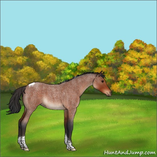 Horse Color:Bay Roan Tobiano 