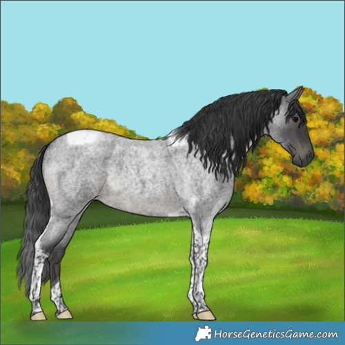 Horse Color:Blue Roan Tobiano Rabicano 