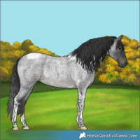 Horse Color:Blue Roan Tobiano Rabicano 