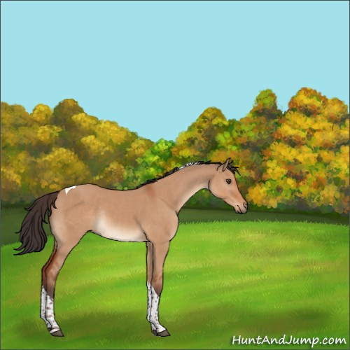 Horse Color:Brown Dun Tobiano Rabicano 