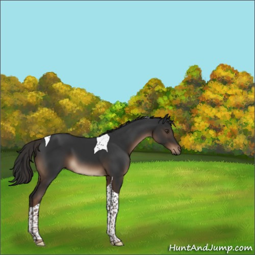 Horse Color:Liver Chestnut Tobiano 