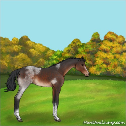 Horse Color:White Spotted Brown Tobiano 