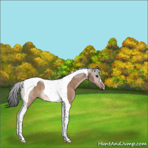 Horse Color:Bay Dun Tobiano Rabicano 