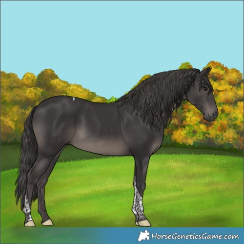Horse Color:Smoky Black Tobiano Rabicano 