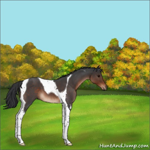 Horse Color:Brown Roan Tobiano 