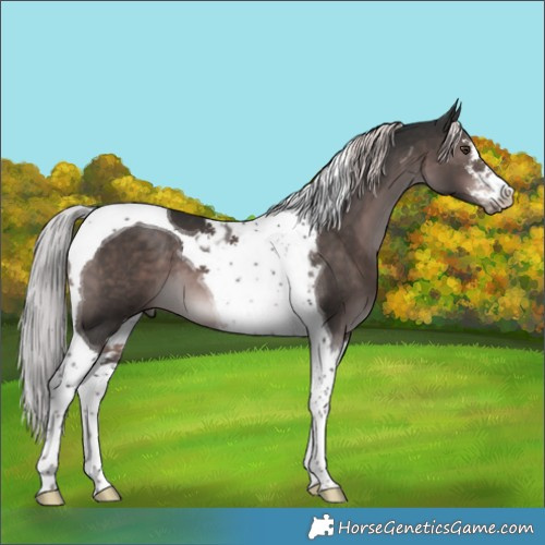 Horse Color:Platinum White Spotted Liver Chestnut Tobiano 