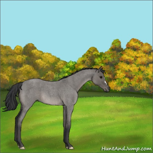 Horse Color:Platinum Grullo Roan 