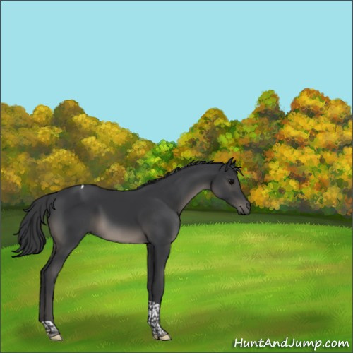 Horse Color:Black Tobiano Rabicano 