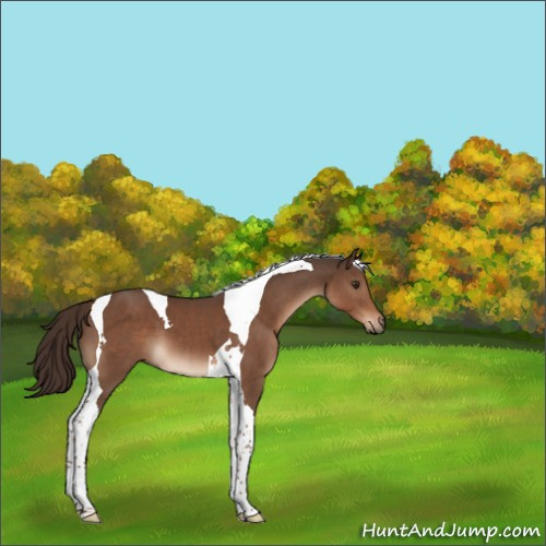 Horse Color:Liver Chestnut Tobiano 