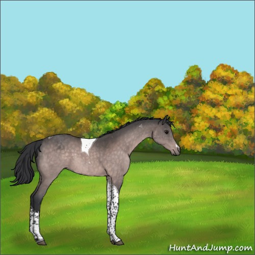 Horse Color:Platinum Bay Tobiano 