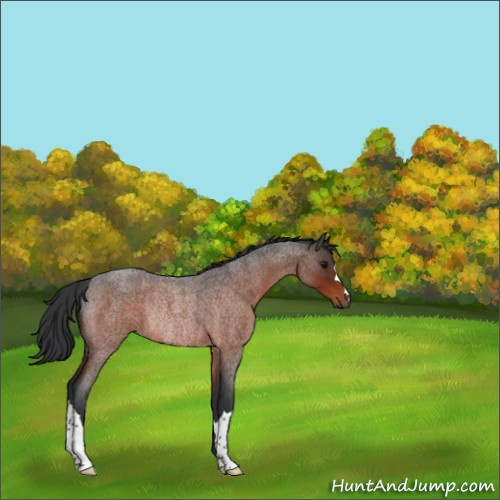 Horse Color:Bay Roan Rabicano 