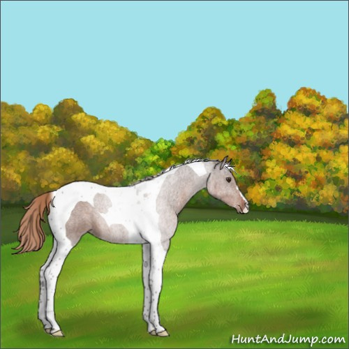 Horse Color:Liver Chestnut Tobiano 