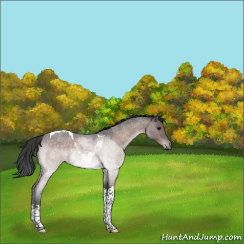Horse Color:Platinum Brown Roan Tobiano Rabicano 