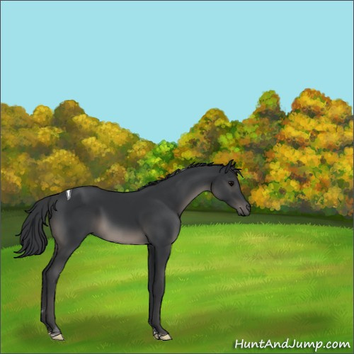 Horse Color:Black Tobiano Rabicano 