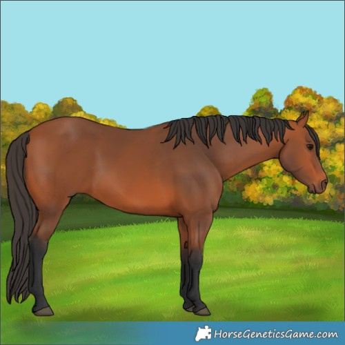 Horse Color:Bay 