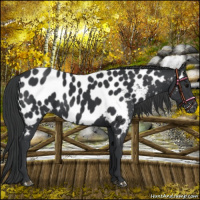 Horse Color:Black Near Leopard 