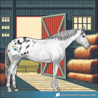 Horse Color:White Spotted Black Appaloosa 