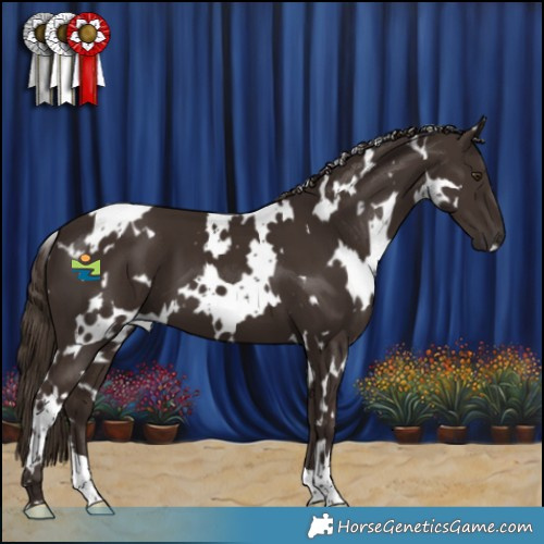 Horse Color:White Spotted Liver Chestnut 