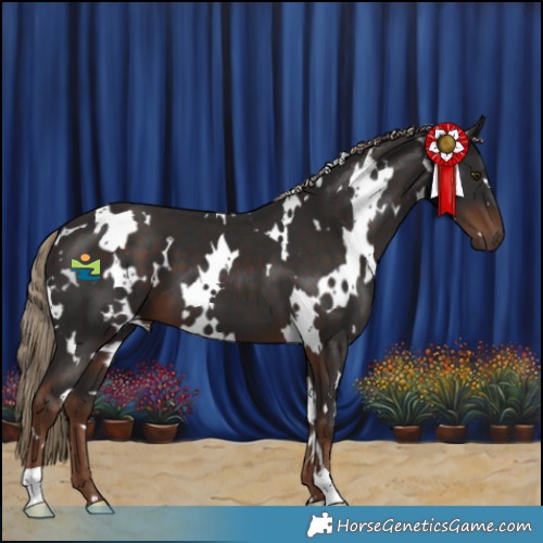 Horse Color:White Spotted Liver Chestnut 