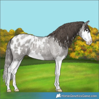 Horse Color:Grullo Roan Splash Appaloosa 