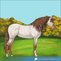Horse Color:Red Dun Roan Appaloosa 