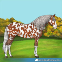 Horse Color:Silver Brown Splash Appaloosa 