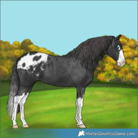 Horse Color:Black Splash Appaloosa 