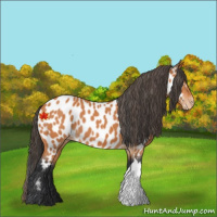 Horse Color:Bay Appaloosa 