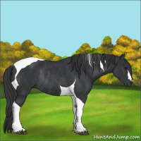 Horse Color:Black Tobiano Rabicano 