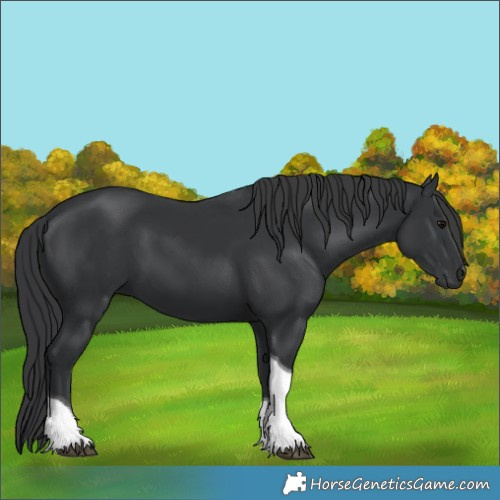 Horse Color:Black Tobiano Rabicano 