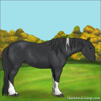 Horse Color:Black Tobiano Rabicano