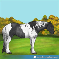 Horse Color:Black Tobiano Rabicano 