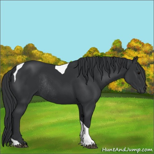 Horse Color:Black Tobiano Rabicano 