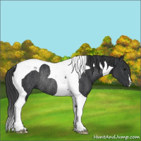 Horse Color:Black Tobiano Rabicano 