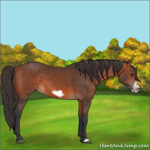 Horse Color:Bay Frame 