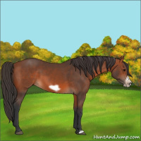 Horse Color:Bay Frame