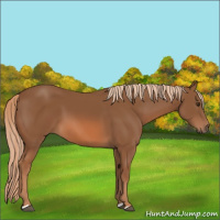 Horse Color:Chestnut 