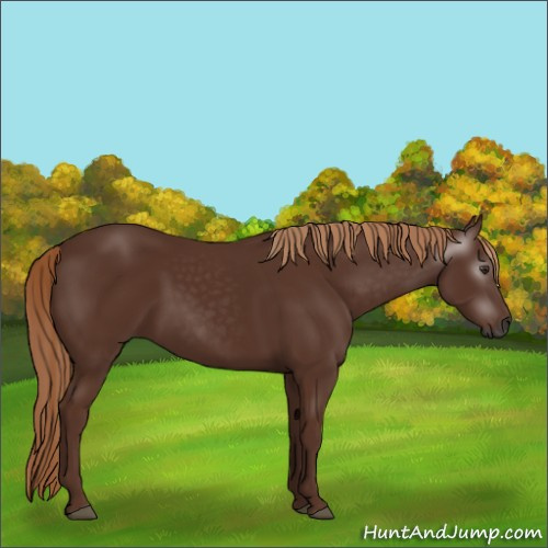 Horse Color:Gray Chestnut 
